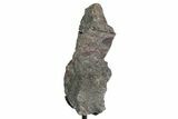 Fossil Sauropod Vert Process Section w/ Metal Stand - Colorado #383250-1